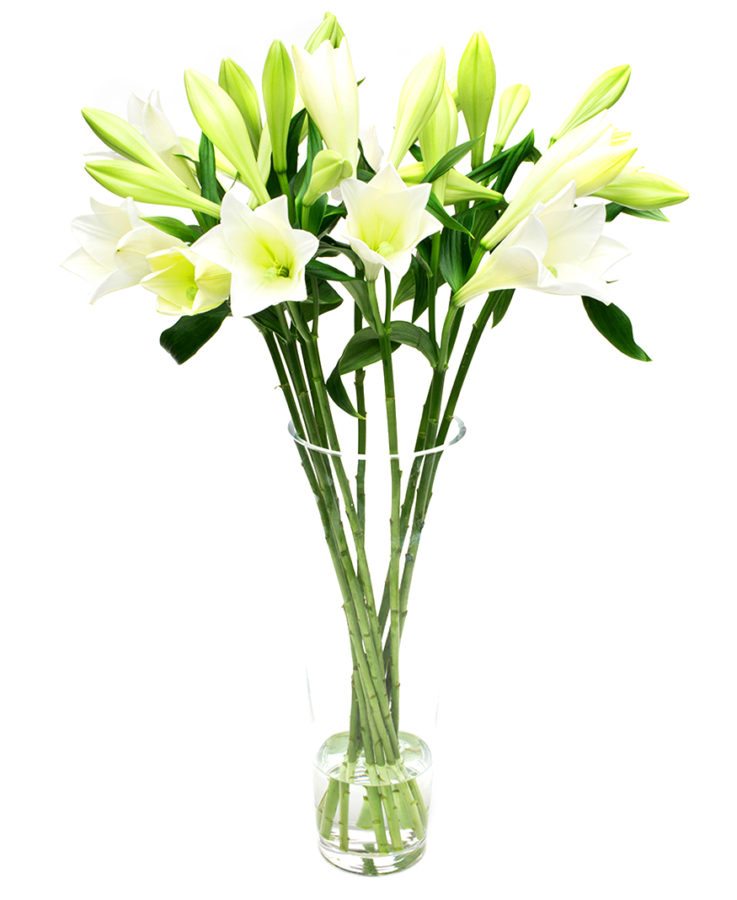 Lilies - Longiflorum - White