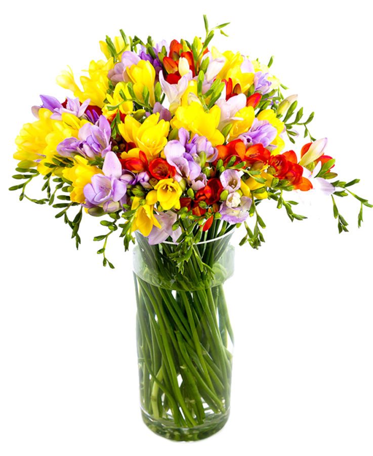 Subscription Flowers - Freesias