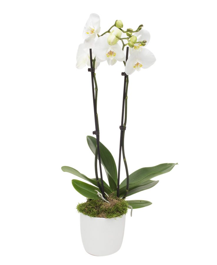 Phalaenopsis Orchid - Double Stem