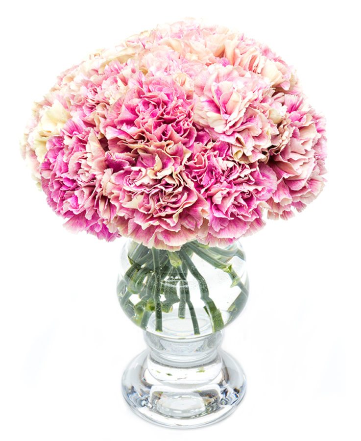 Mottled Pink Carnations Flowers Delivered