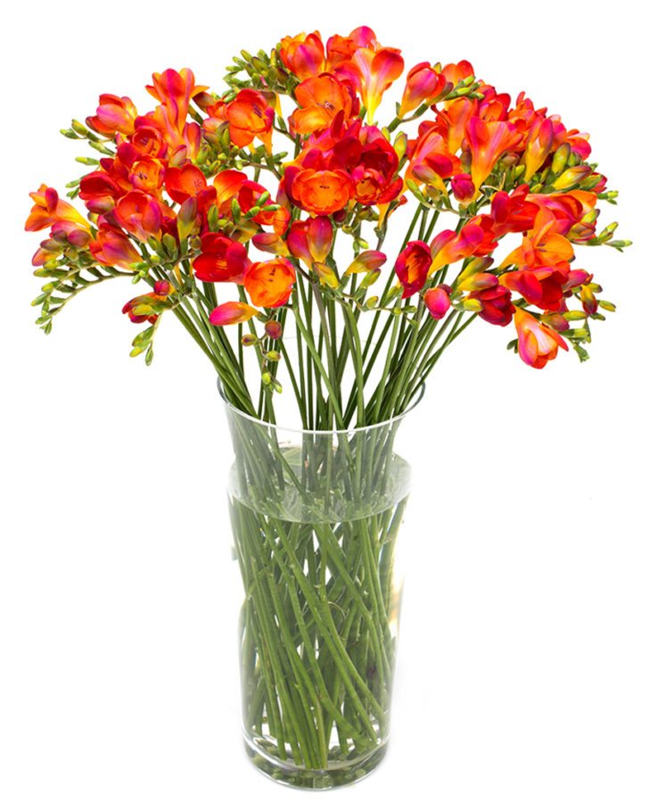 
                      
                        Orange Freesias Flower Delivery
                      
                    