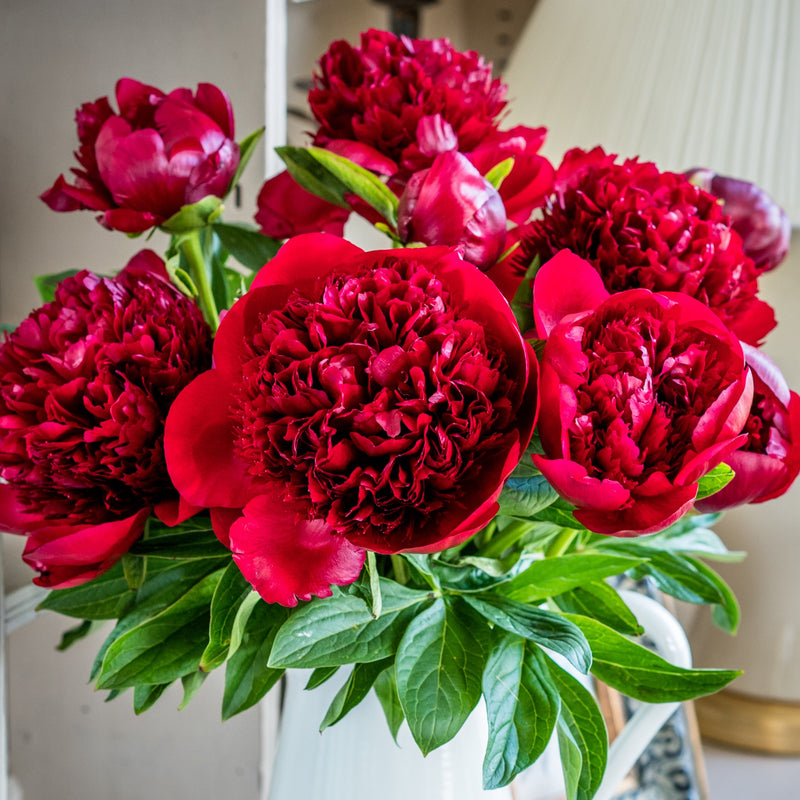 Peonies - Deep Red