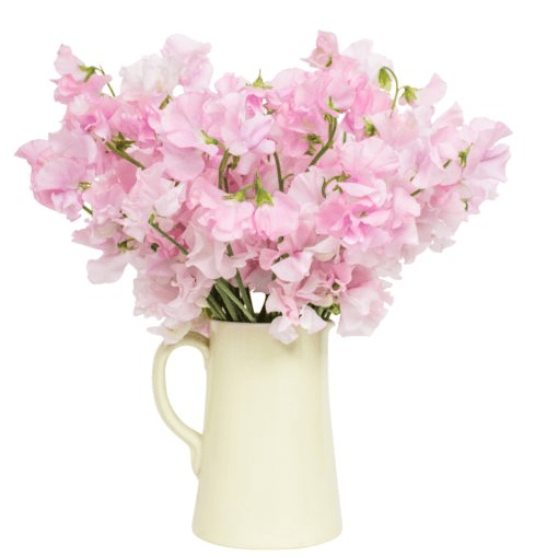 Sweet Peas - Pink