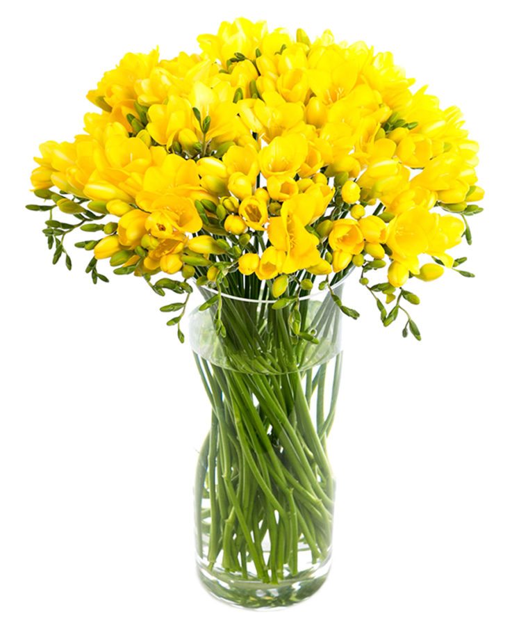 Yellow Freesia Flower Delivery